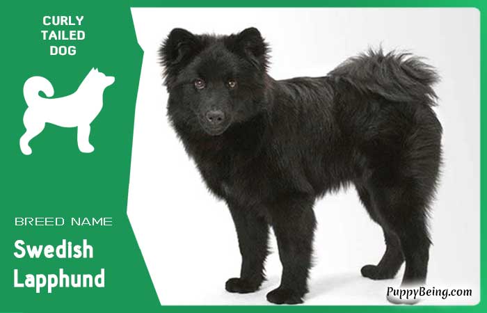 dog breeds with curly tails 02 swedish lapphund