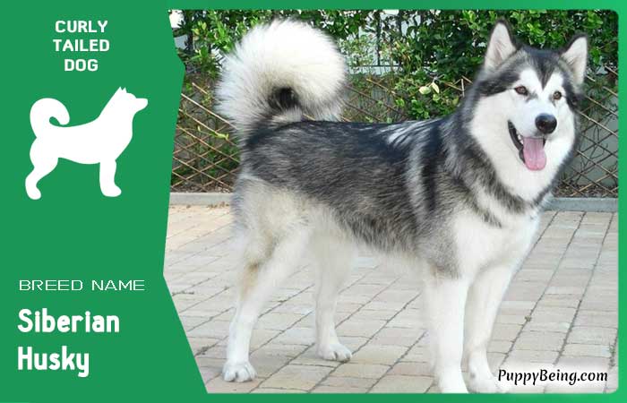 dog breeds with curly tails 03 siberian husky