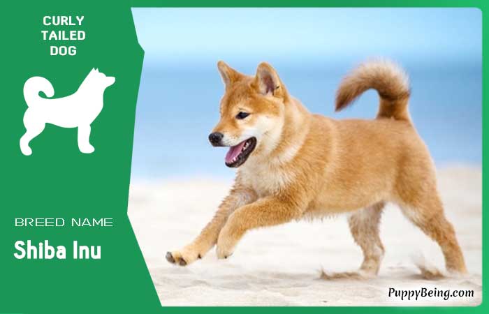 dog breeds with curly tails 04 shiba inu