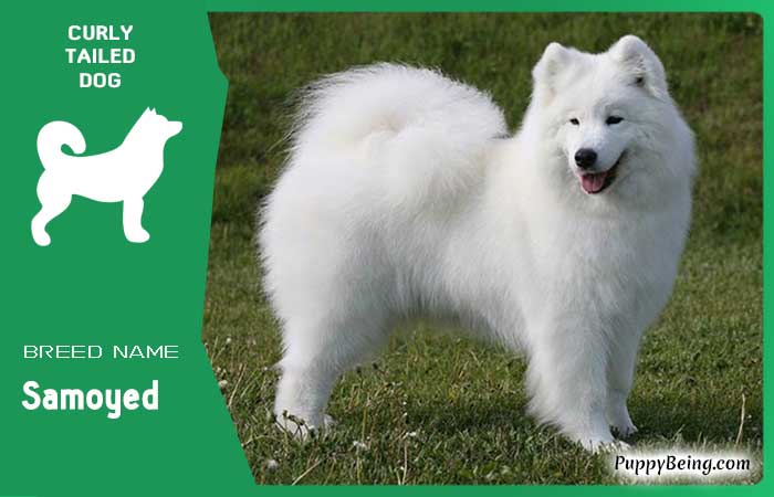 dog breeds with curly tails 05 samoyed