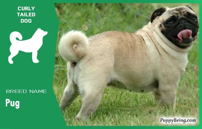 dog breeds with curly tails 06 pug