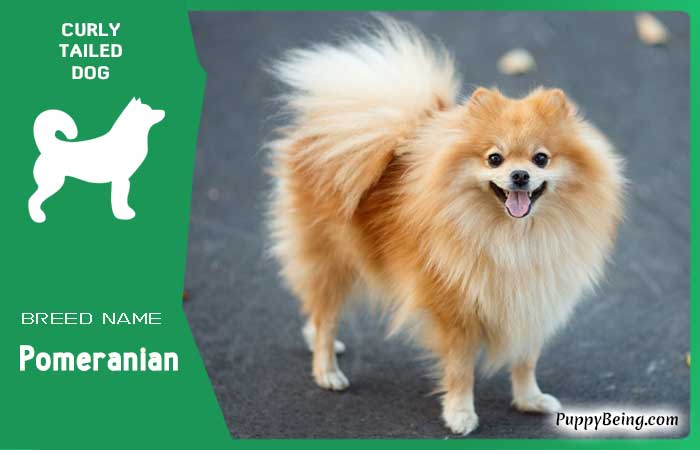 dog breeds with curly tails 07 pomeranian