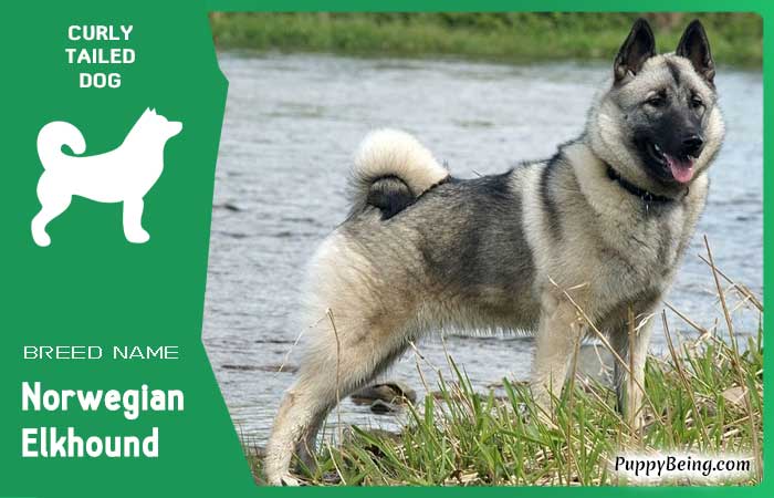 dog breeds with curly tails 08 norwegian elkhound