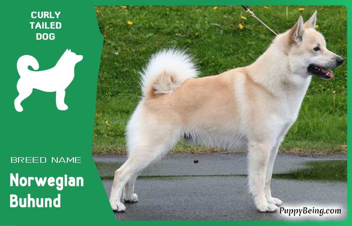 dog breeds with curly tails 09 norwegian buhund