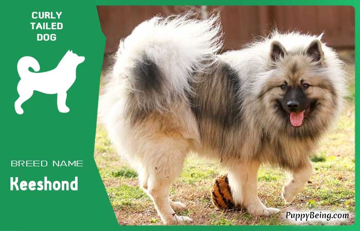 dog breeds with curly tails 10 keeshond