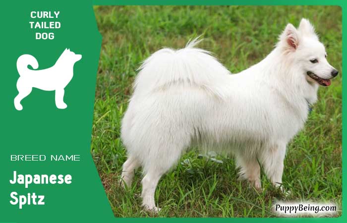 dog breeds with curly tails 12 japanese spitz