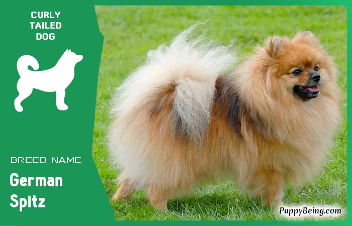 dog breeds with curly tails 13 german spitz