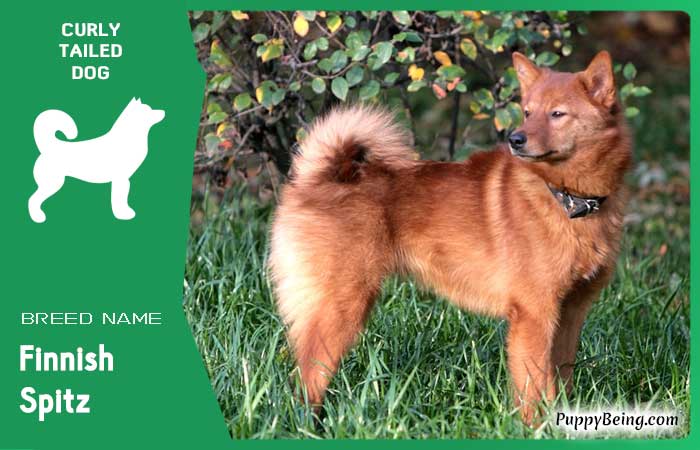 dog breeds with curly tails 14 finnish spitz