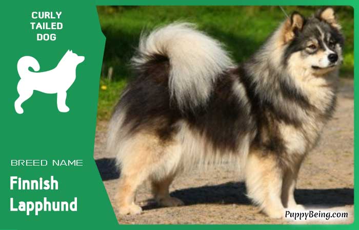 dog breeds with curly tails 15 finnish lapphund