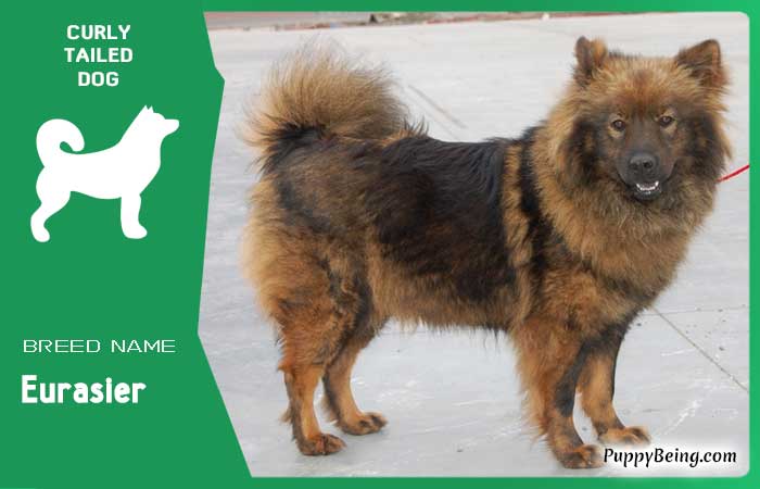 dog breeds with curly tails 16 eurasier