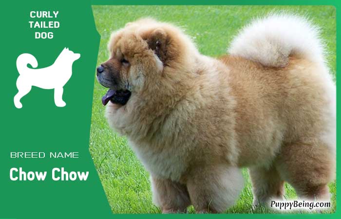 dog breeds with curly tails 17 chow chow