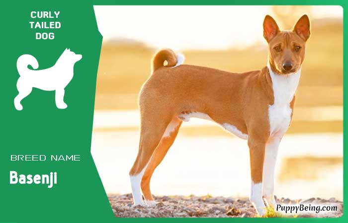 dog breeds with curly tails 18 basenji