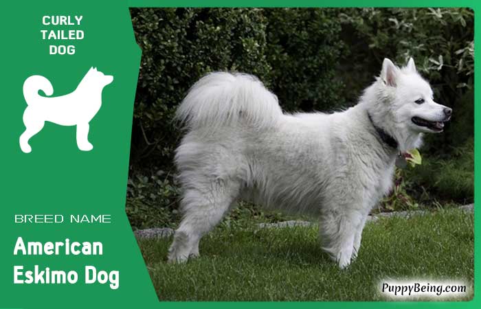 dog breeds with curly tails 19 american eskimo dog