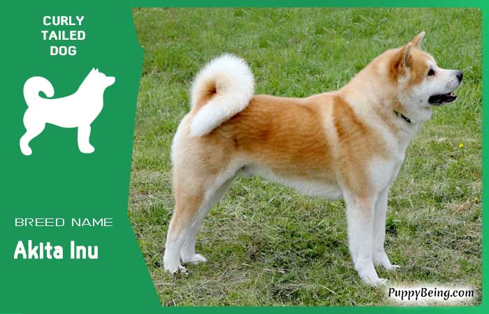 dog breeds with curly tails 21 akita inu