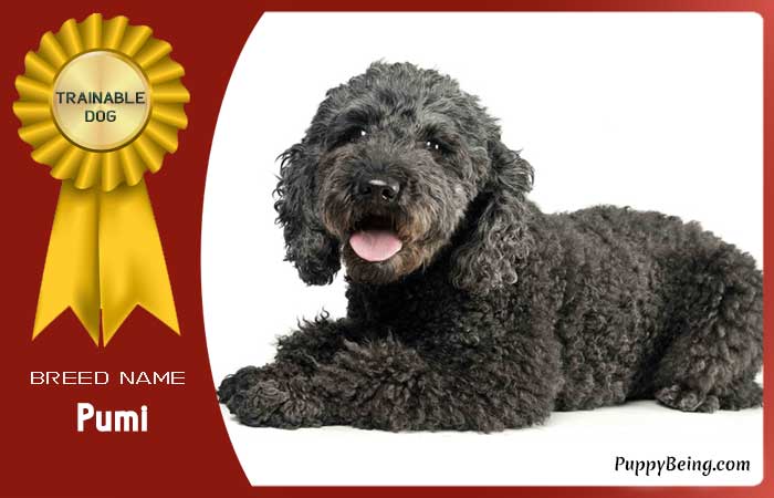 easiest trainable obedient dog breeds 01 pumi