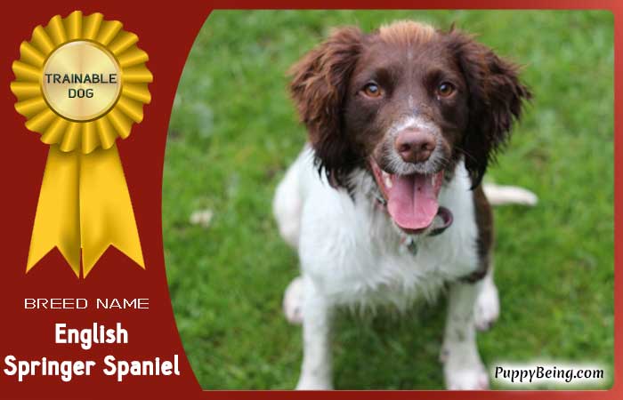 easiest trainable obedient dog breeds 02 english springer spaniel