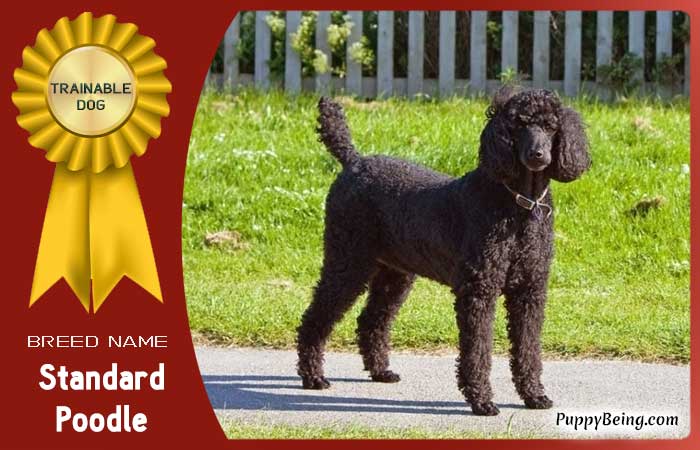 easiest trainable obedient dog breeds 03 standard poodle