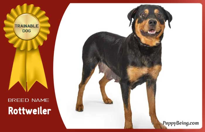 easiest trainable obedient dog breeds 04 rottweiler