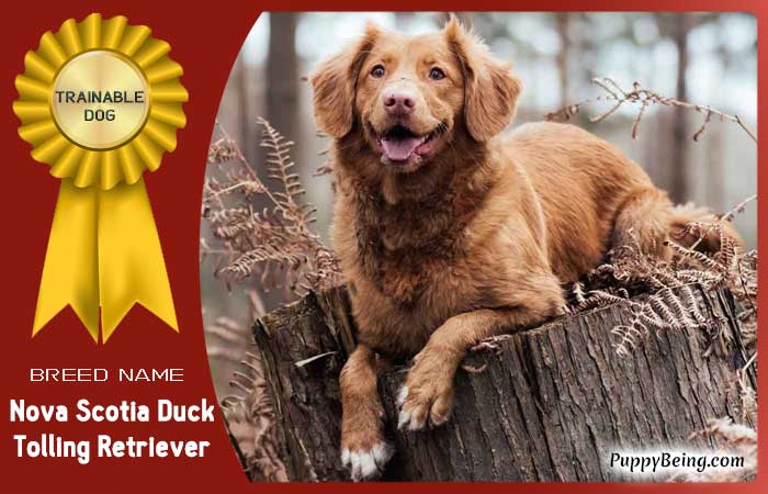 easiest trainable obedient dog breeds 05 nova scotia duck tolling retriever