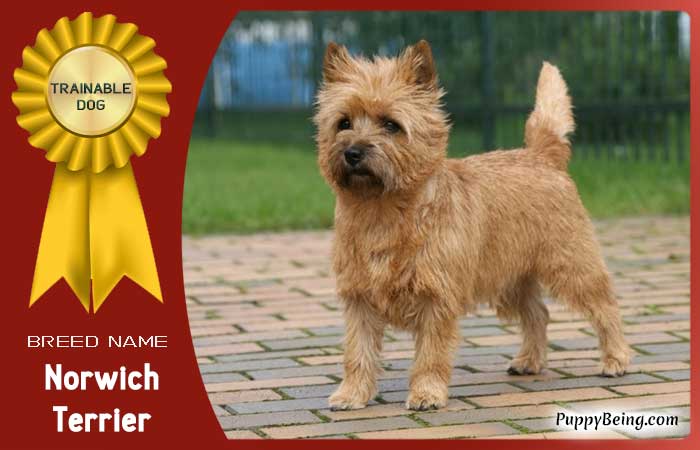 easiest trainable obedient dog breeds 06 norwich terrier