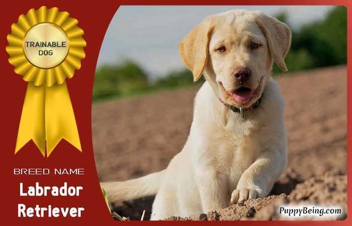 easiest trainable obedient dog breeds 07 labrador retriever