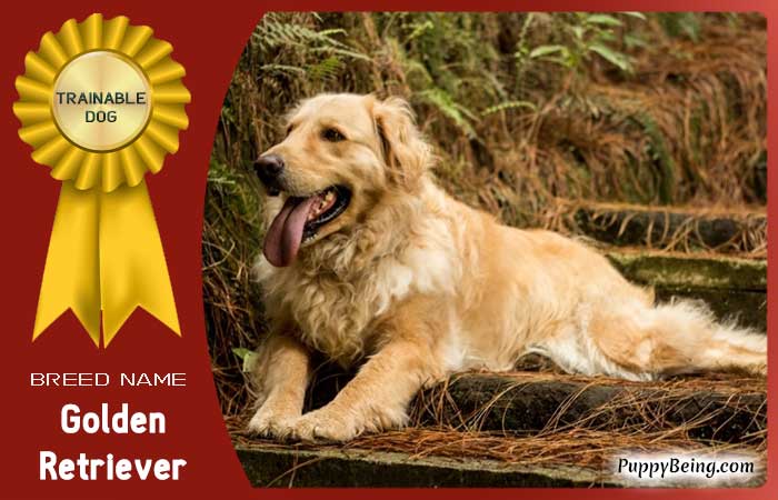 easiest trainable obedient dog breeds 08 golden retriever