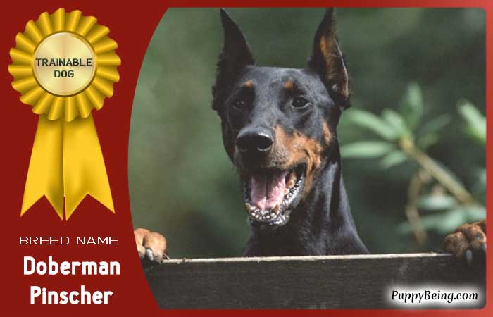 easiest trainable obedient dog breeds 10 doberman pinscher