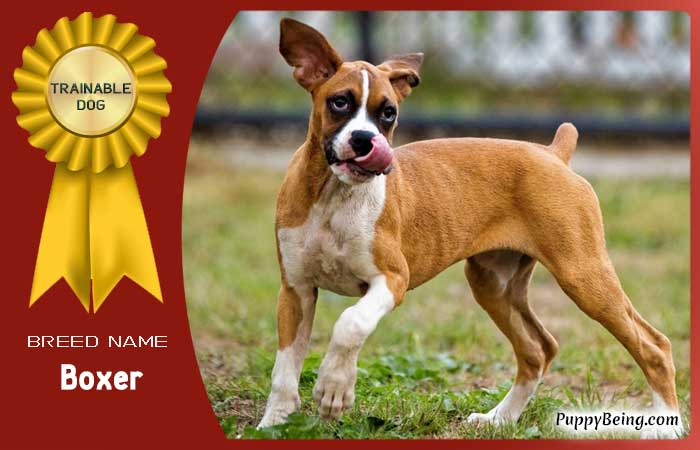 easiest trainable obedient dog breeds 11 boxer