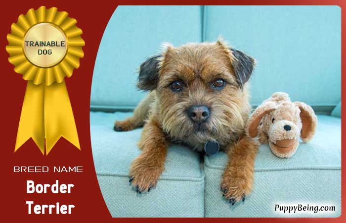 easiest trainable obedient dog breeds 12 border terrier
