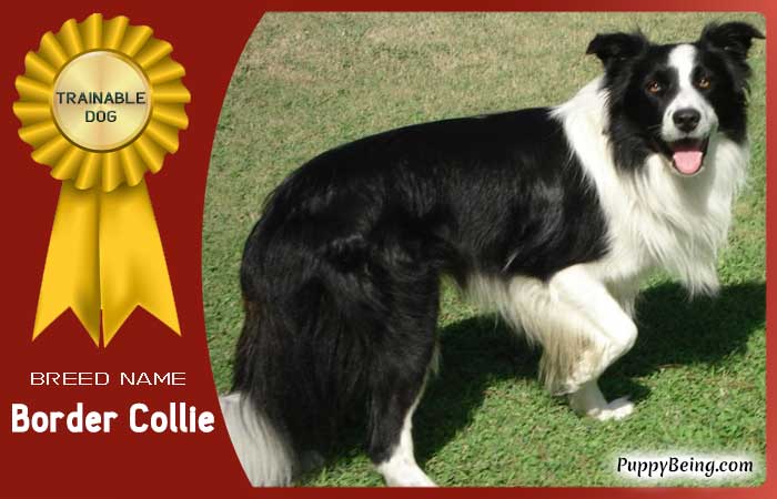 easiest trainable obedient dog breeds 13 border collie
