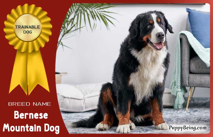 easiest trainable obedient dog breeds 14 bernese mountain dog