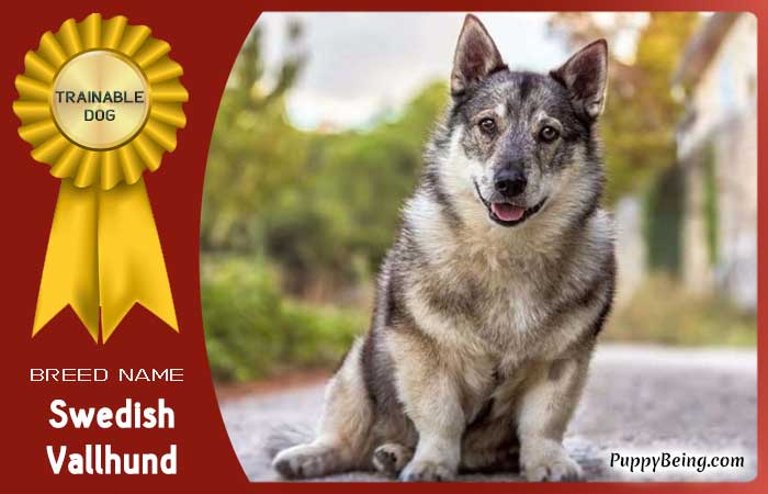 easiest trainable obedient dog breeds 16 swedish vallhund