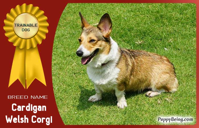 easiest trainable obedient dog breeds 17 cardigan welsh corgi