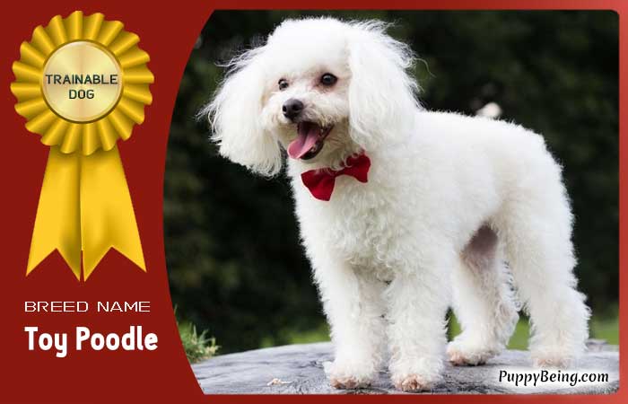 easiest trainable obedient dog breeds 18 toy poodle