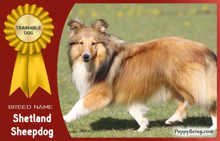 easiest trainable obedient dog breeds 19 shetland sheepdog
