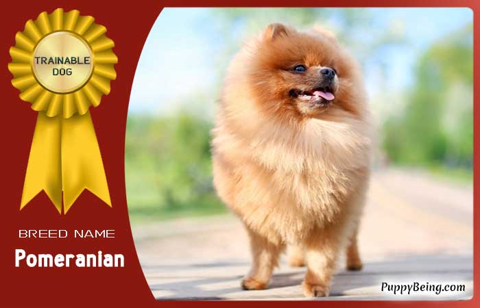 easiest trainable obedient dog breeds 20 pomeranian
