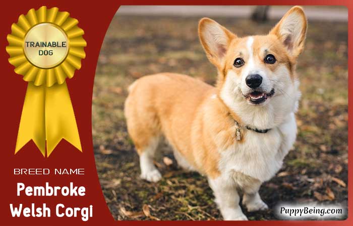 easiest trainable obedient dog breeds 21 pembroke welsh corgi