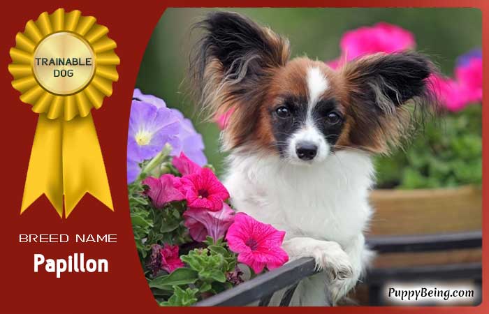 easiest trainable obedient dog breeds 22 papillon