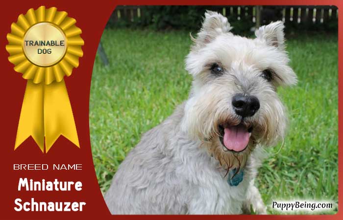 easiest trainable obedient dog breeds 23 miniature schnauzer