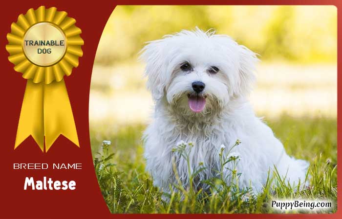 easiest trainable obedient dog breeds 24 maltese