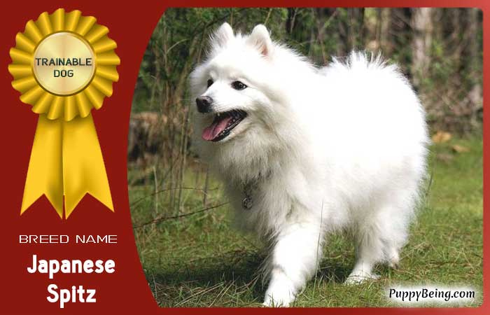 easiest trainable obedient dog breeds 25 japanese spitz
