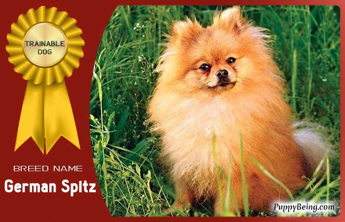 easiest trainable obedient dog breeds 27 german spitz