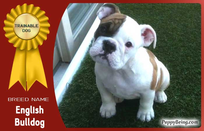 easiest trainable obedient dog breeds 28 english bulldog