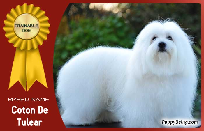 easiest trainable obedient dog breeds 29 coton de tulear