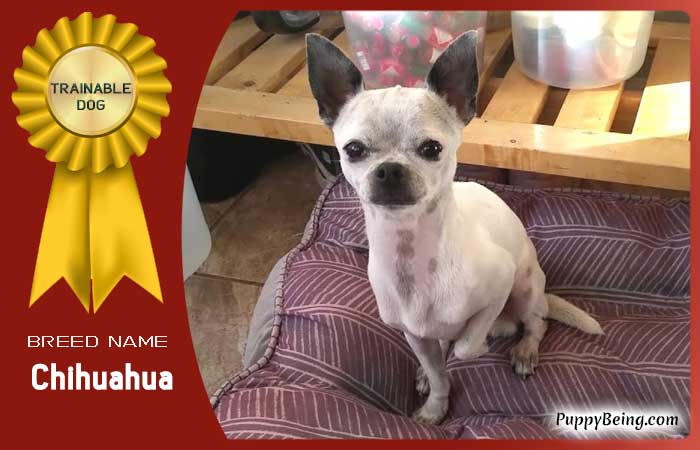 easiest trainable obedient dog breeds 30 chihuahua