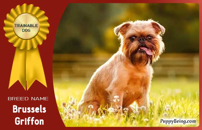 easiest trainable obedient dog breeds 31 brussels griffon