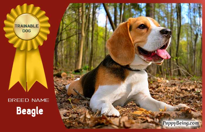 easiest trainable obedient dog breeds 33 beagle