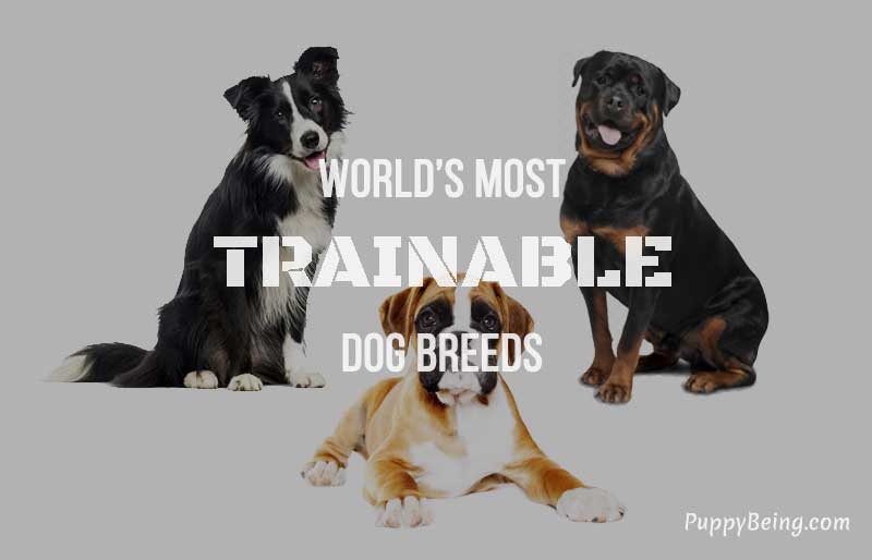 easiest trainable obedient dog breeds well behaved list