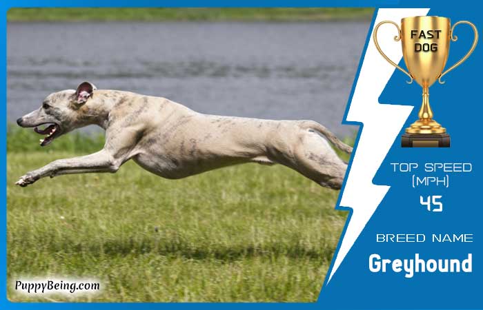 fastest dog breeds 01 greyhound