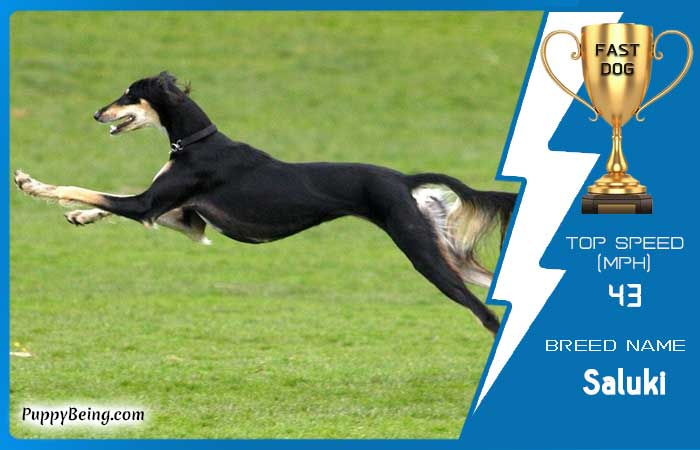 fastest dog breeds 02 saluki